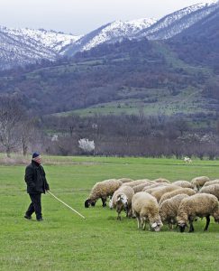 shepherd with his flock of sheep